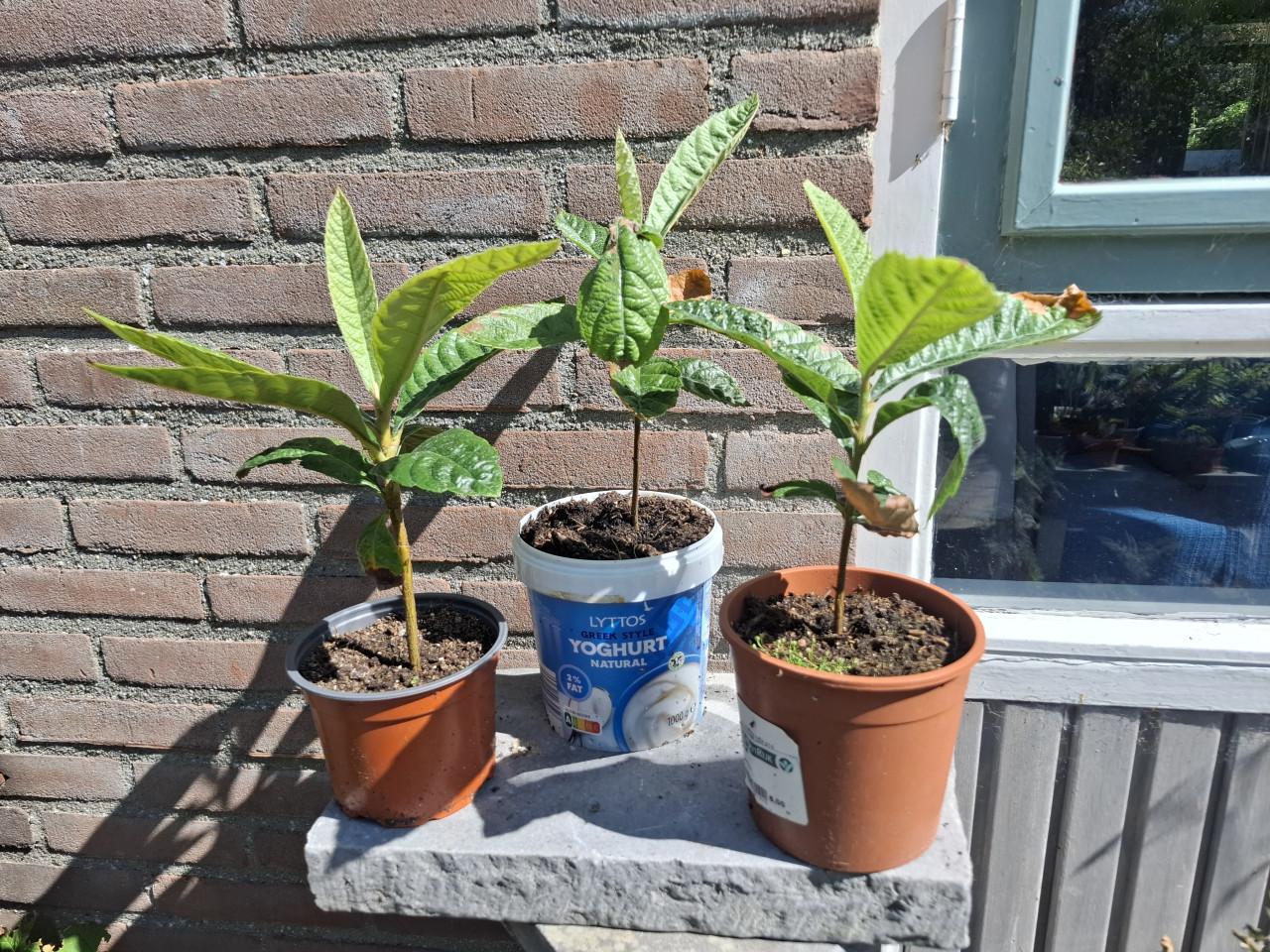 Jonge Japanse Mispels