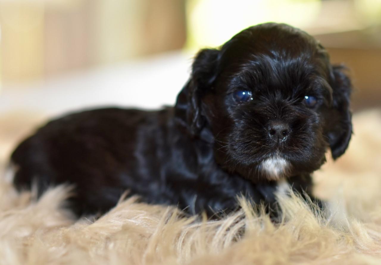 Amerikaanse Cockerspaniël puppen