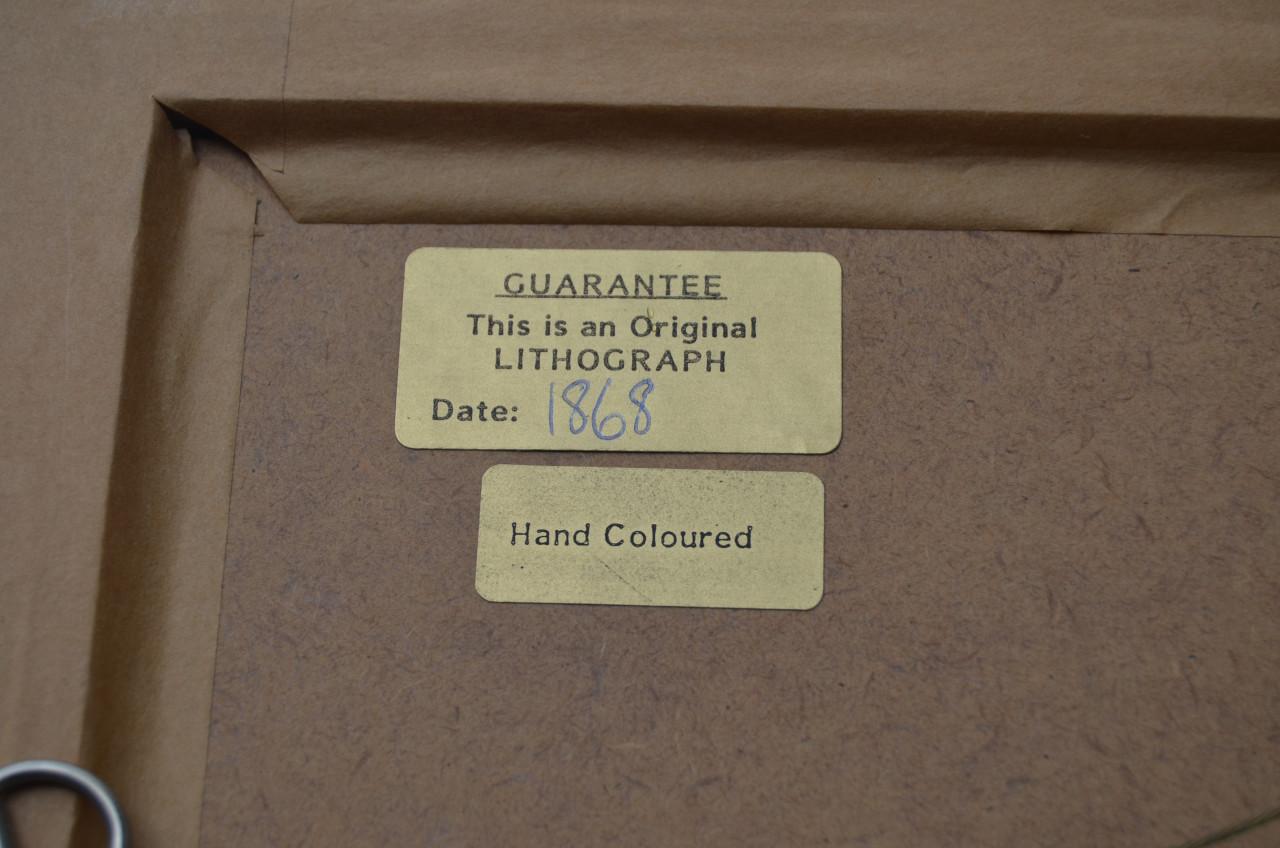 Fraaie handgekleurde litho 'Goosander' (Grote Zaagbek) 1868