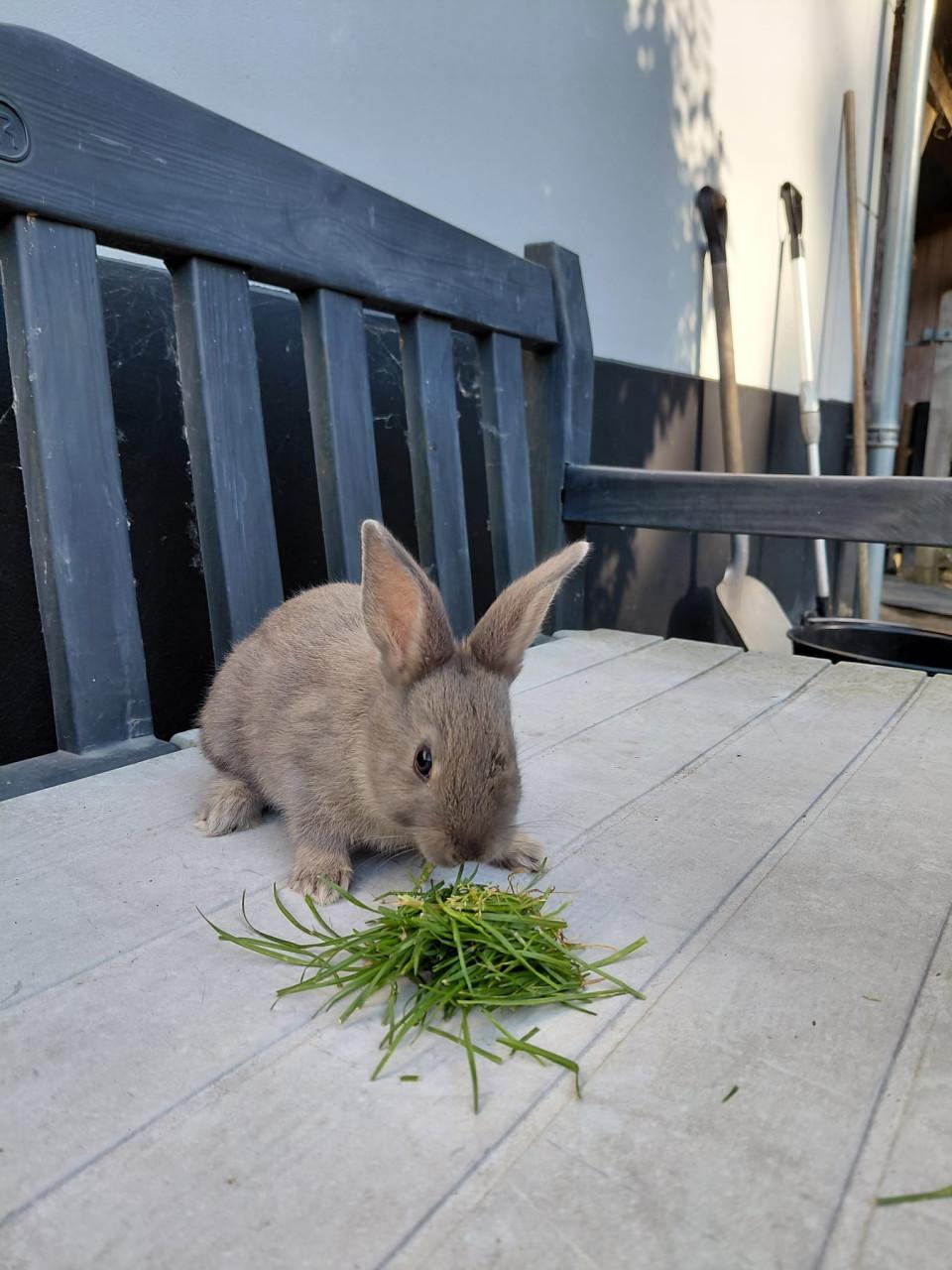 Jonge konijntjes,  Lotharinger