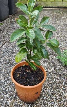 Laulierkers prunus