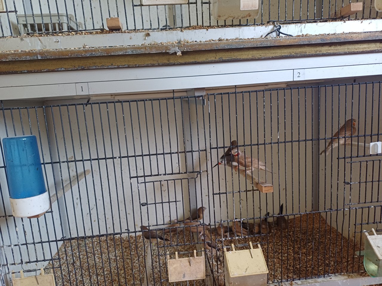 Volière vogels