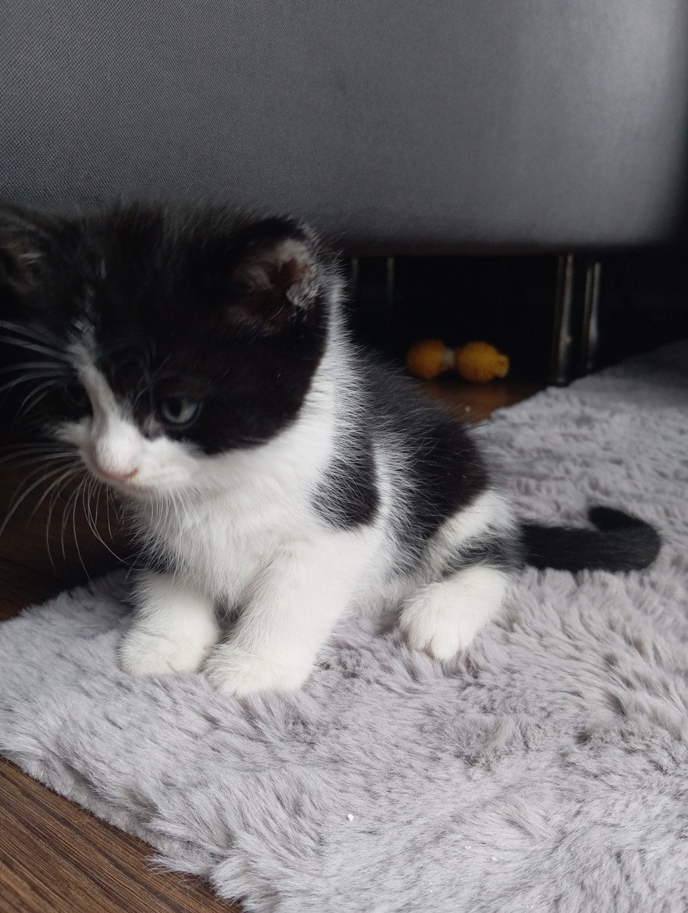 Kittens