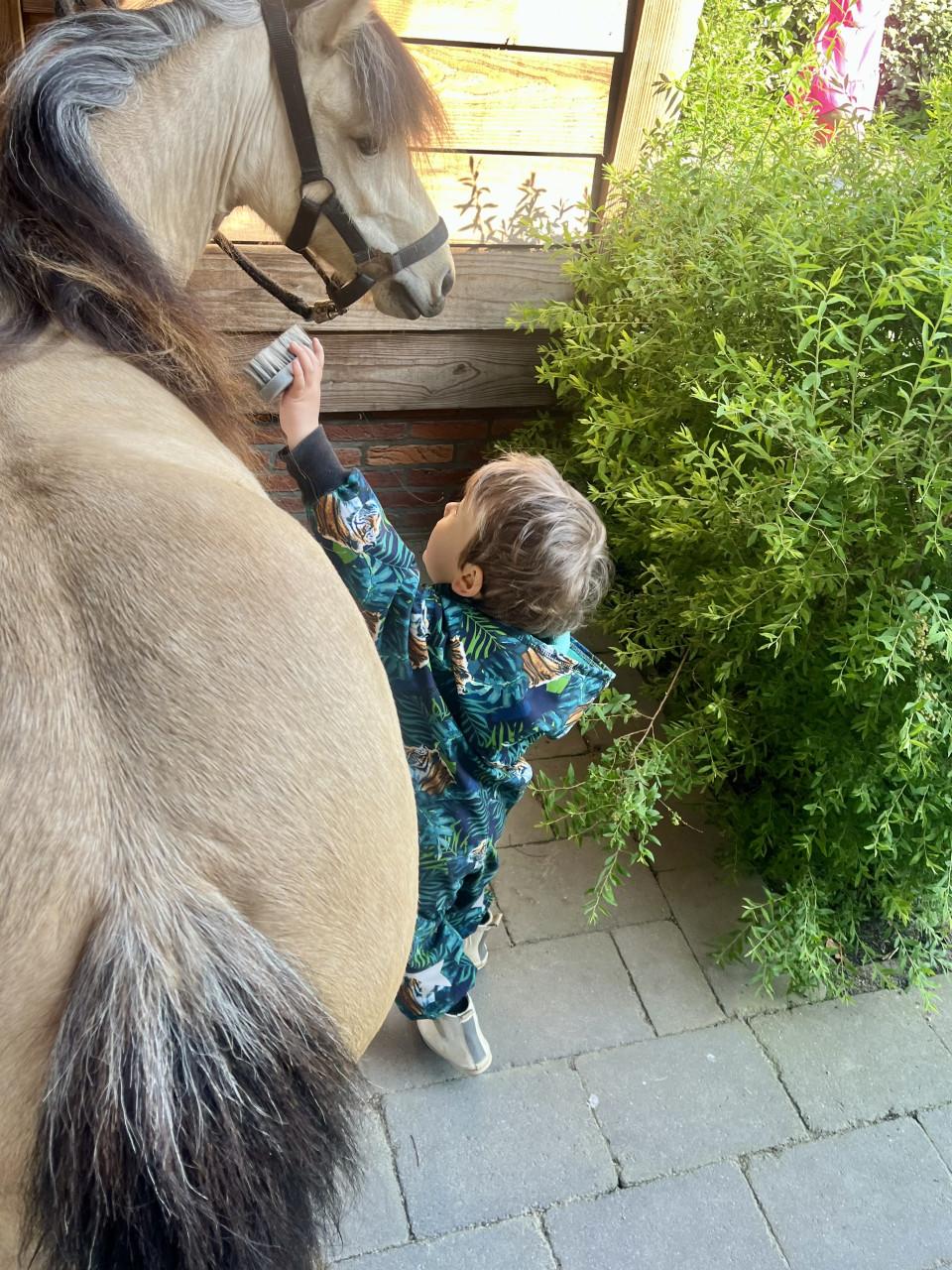 Mooie, leuke NMPRS merrie