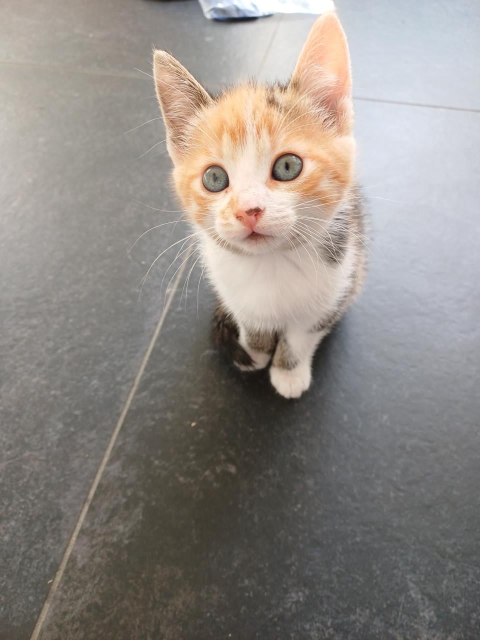 Kittens