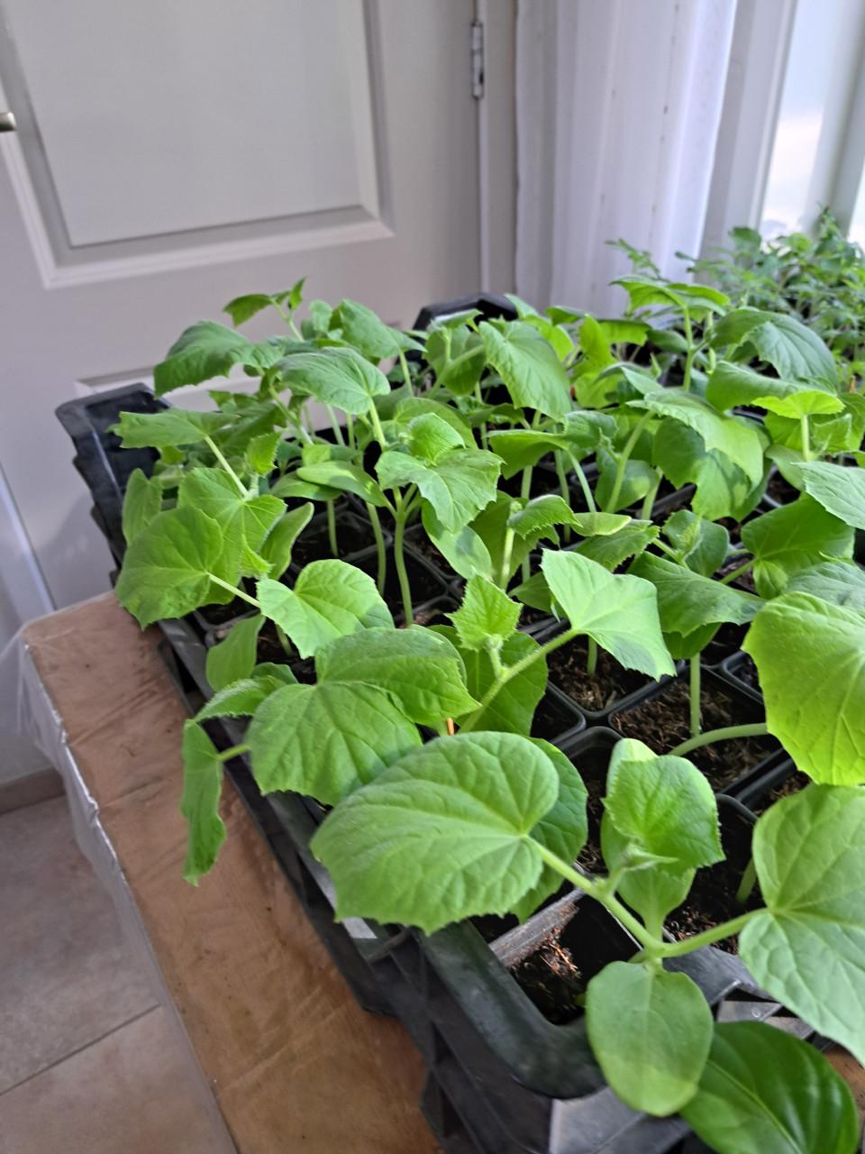 Tomaten. Paprika peper en snack komkommer planten