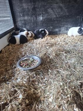 Jonge cavia's zeugjes en beertjes