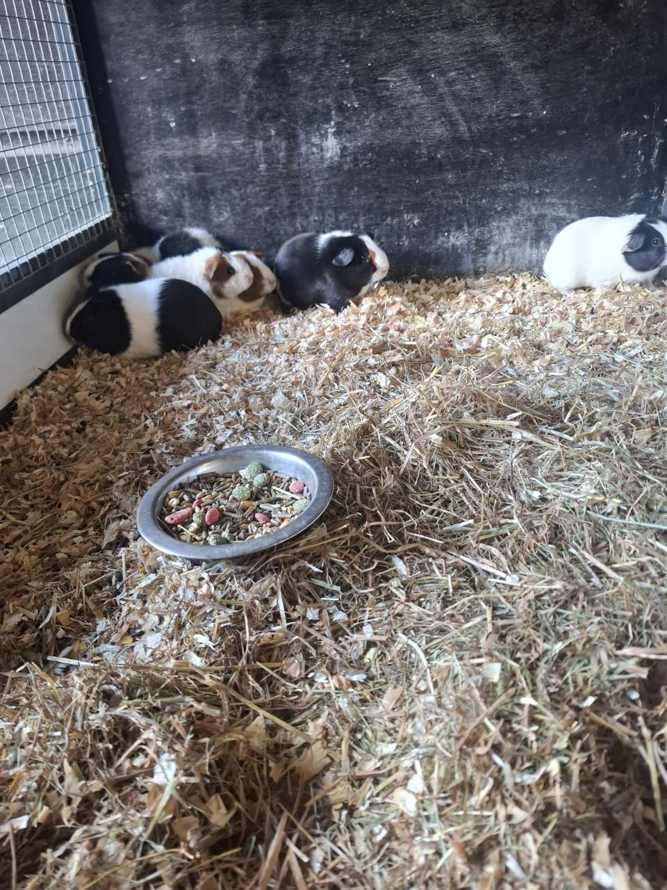 Jonge cavia's zeugjes en beertjes