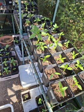Moestuin plantjes