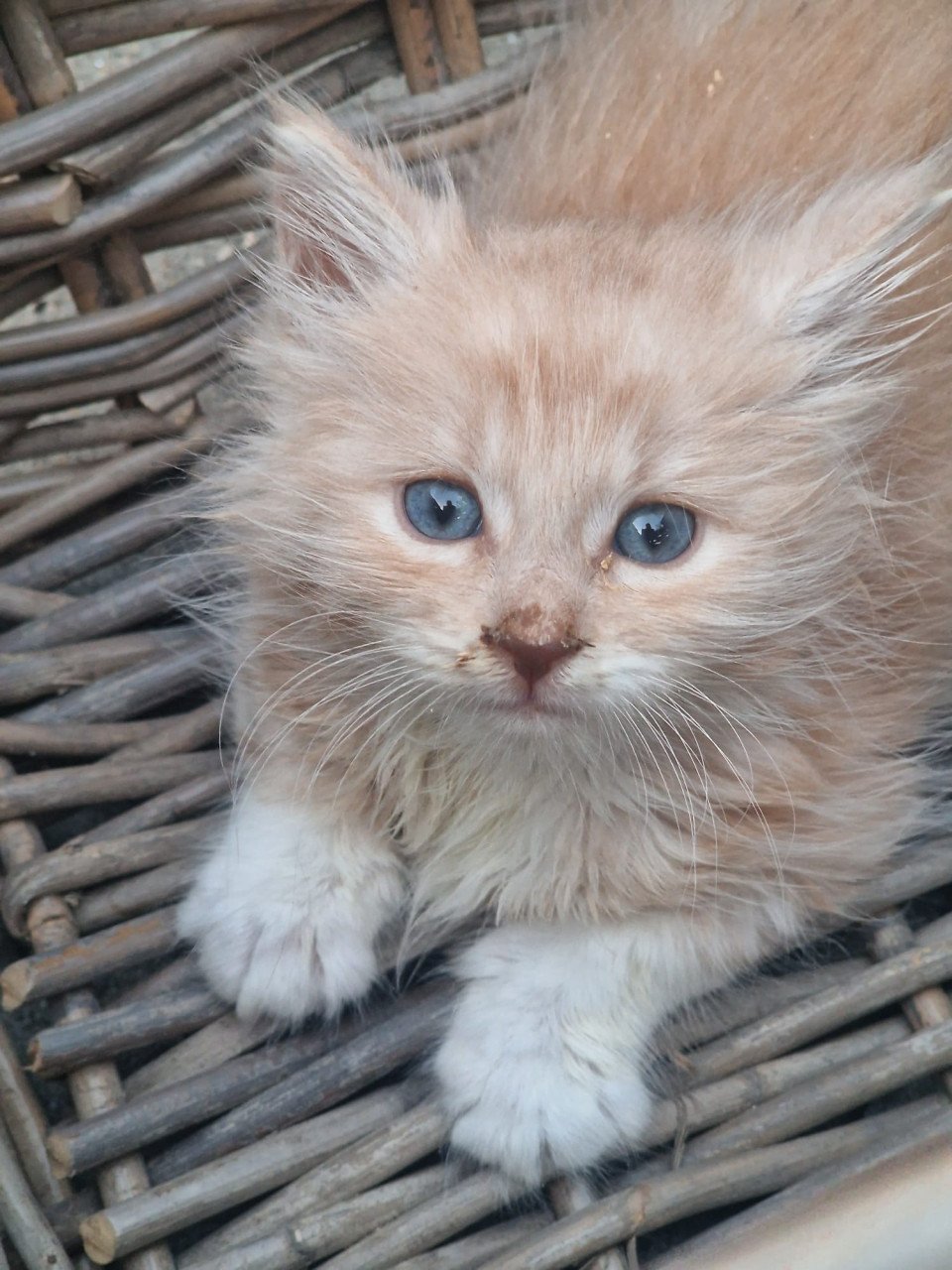 Te koop mooie Maine Coon kittens