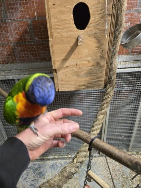 Jonge lori van de blauwebergen