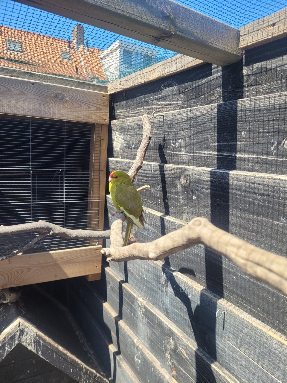 Diverse Kakariki's en Valkparkieten