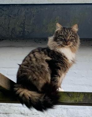 Prachtige buitenkat Bikkel zoekt een nieuw, liefdevol thuis .