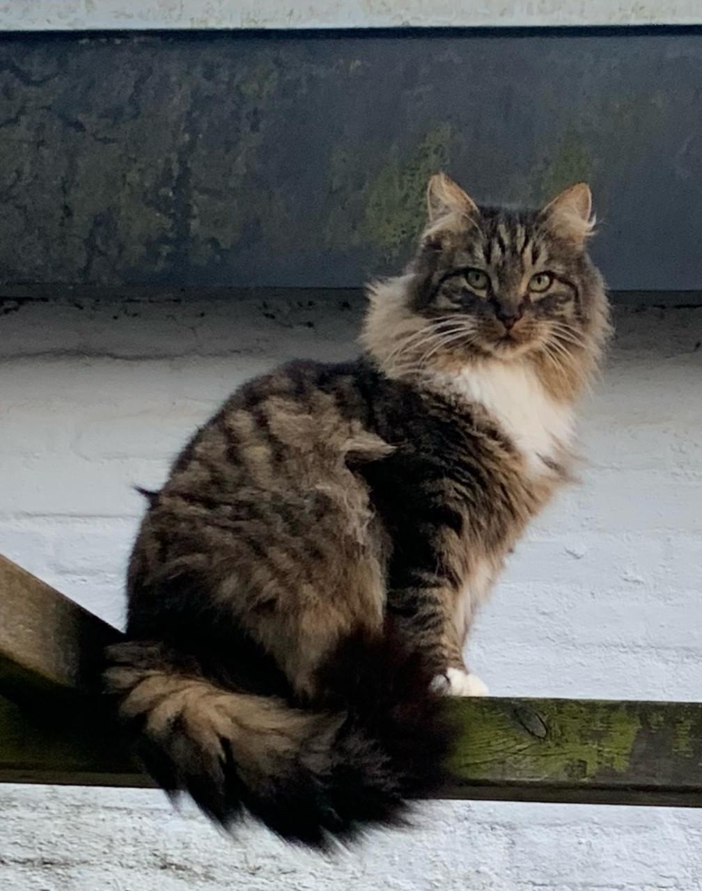 Prachtige buitenkat Bikkel zoekt een nieuw, liefdevol thuis .