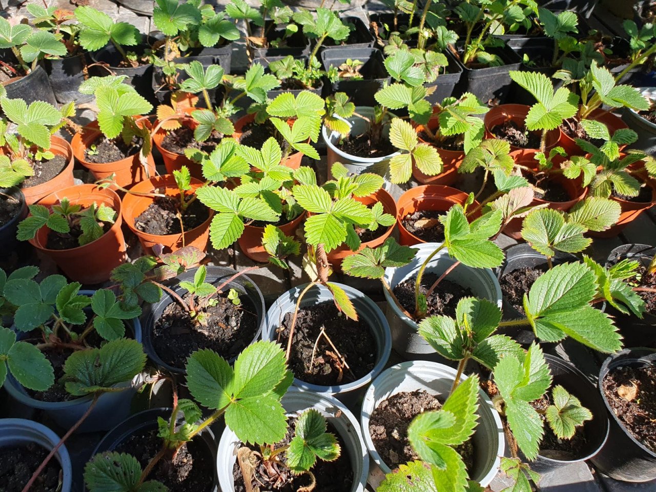 Aardbeienplanten, frambozenplanten en bessenplanten