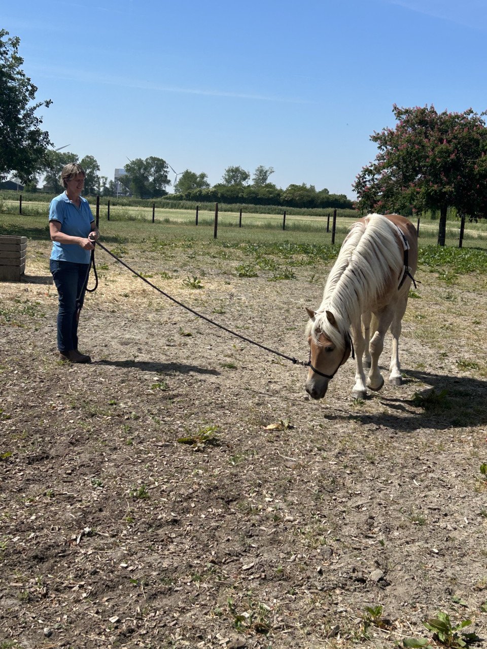 # Equi Pride # grondwerk, NH, rijden, gedrag etc.