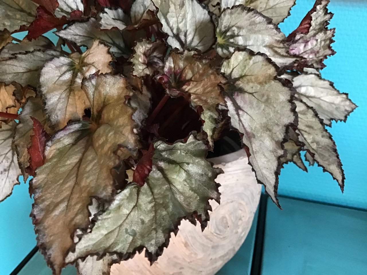 Bladbegonia