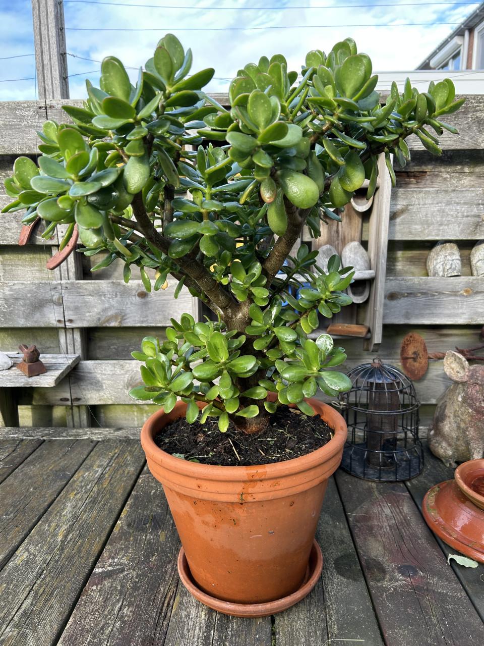 Grote vetplant, ook wel Crassula of Jade plant genoemd.