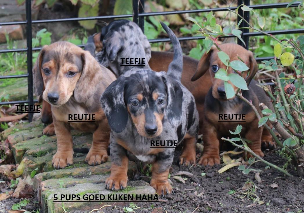 Dwerg teckel pups