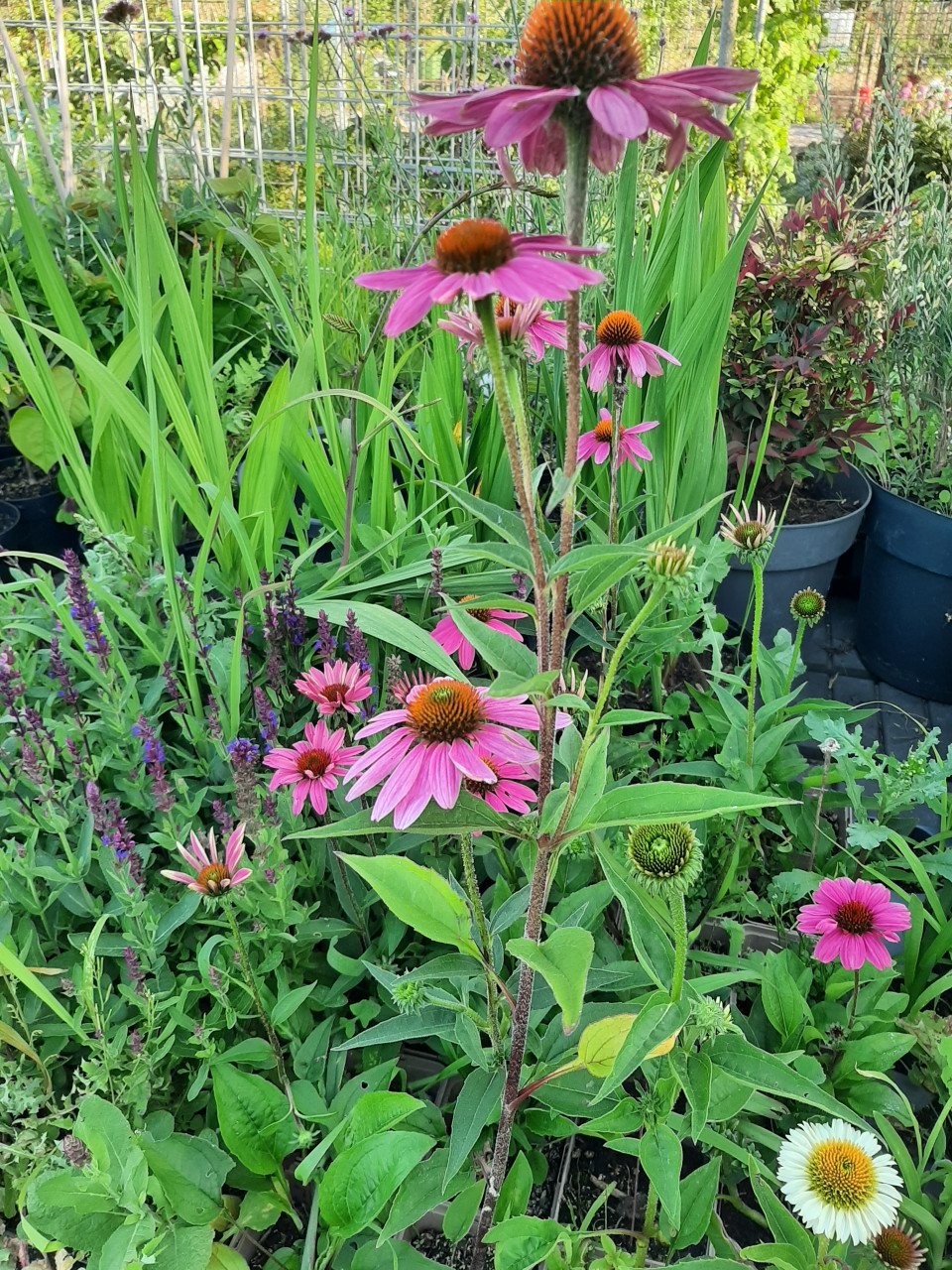 Bloeiende vaste planten