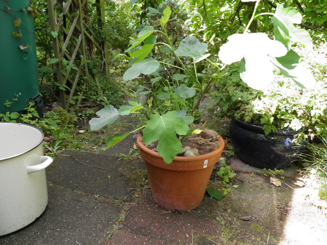 Twee vijgenplanten