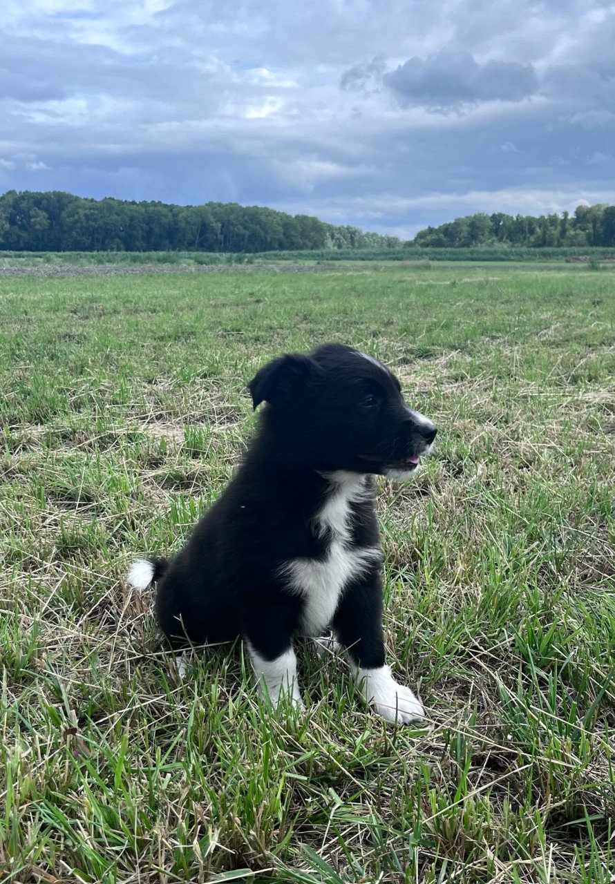 Prachtige pups te koop