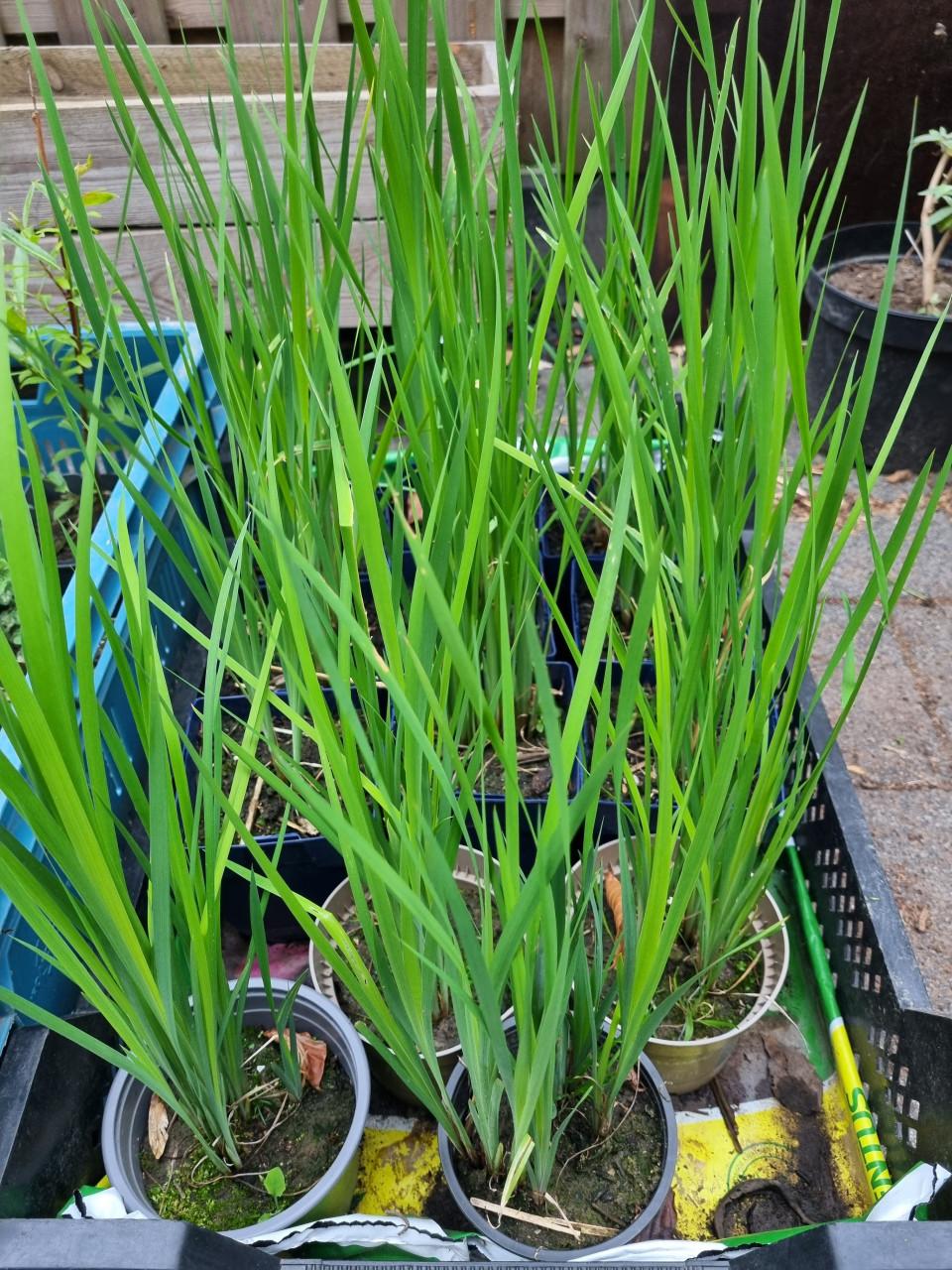 Diverse plantjes