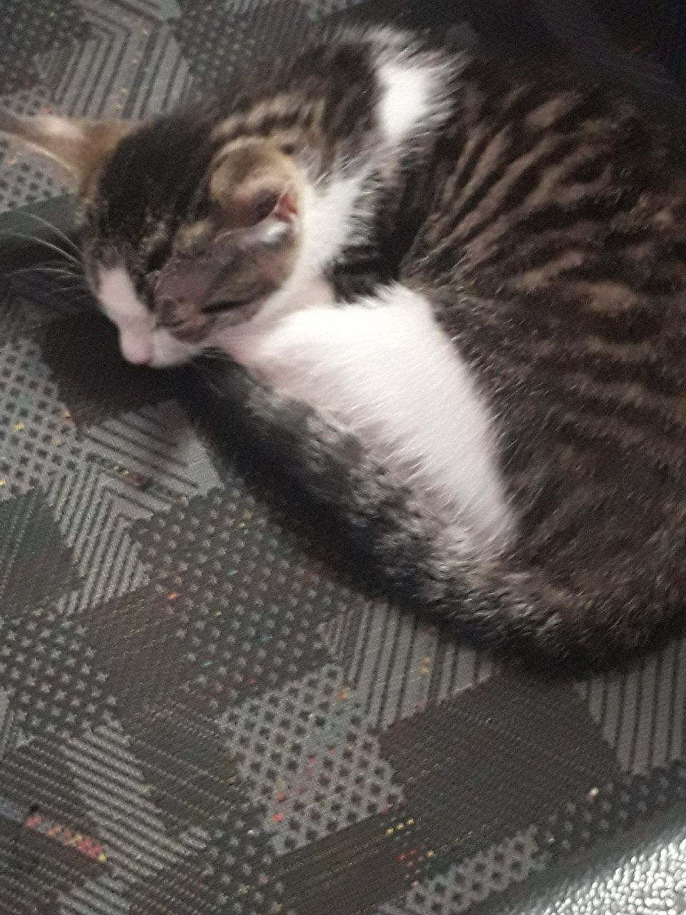Kittens zoeken liefdevol thuis