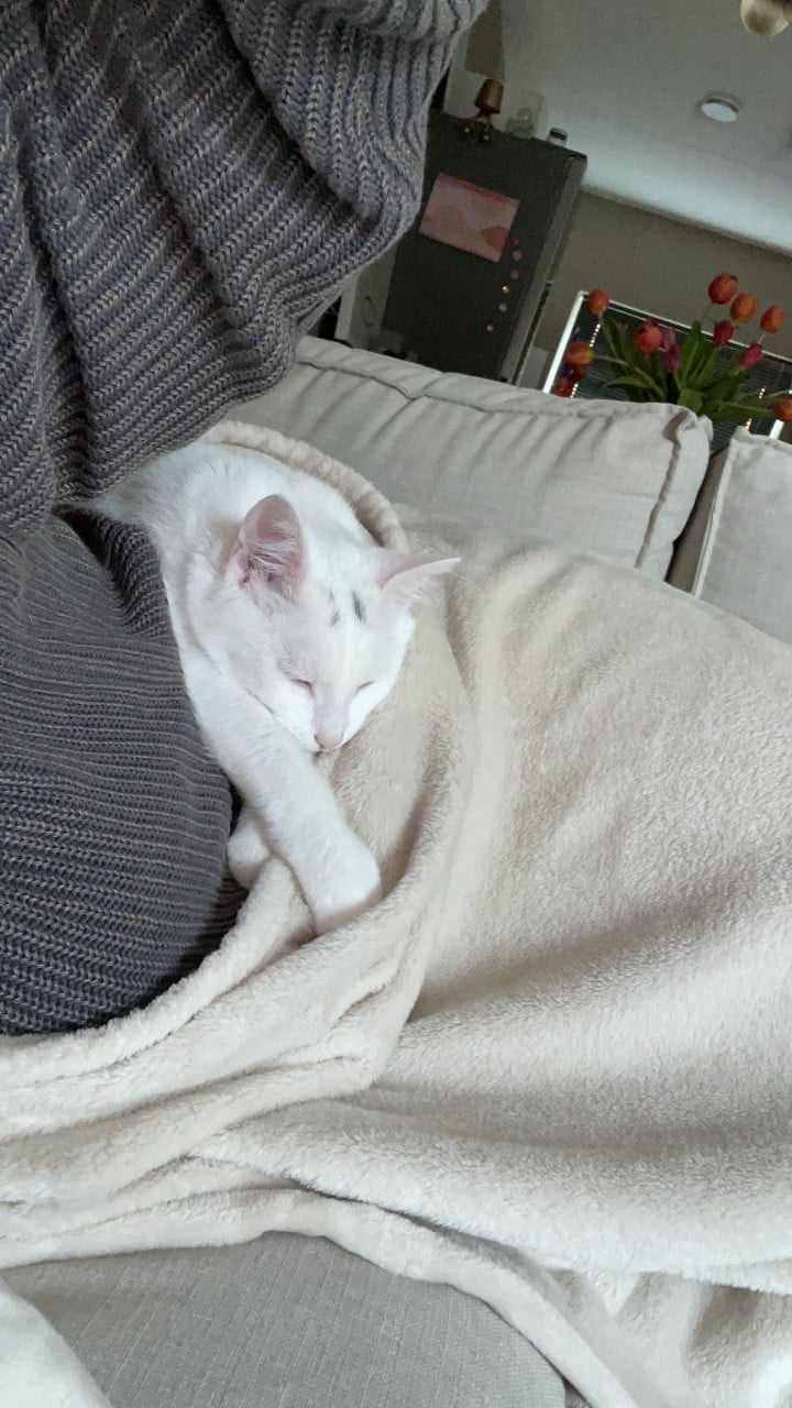 KITTEN GEZOCHT