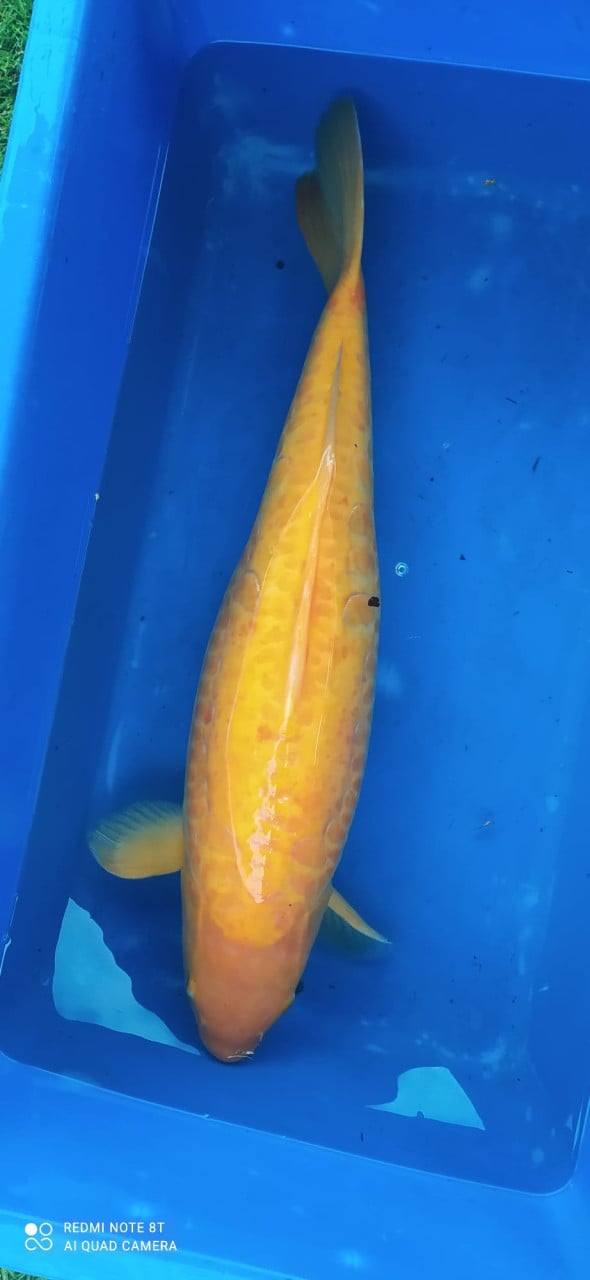 Koi's