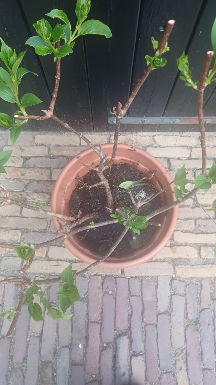 Pluimhortensia wit