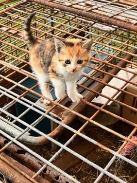 Kitten