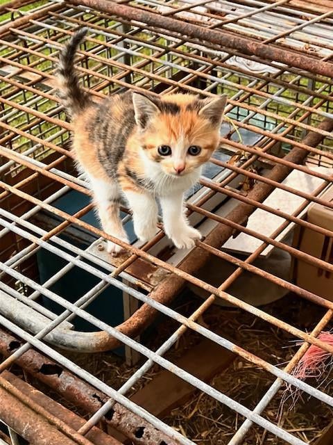 Kitten