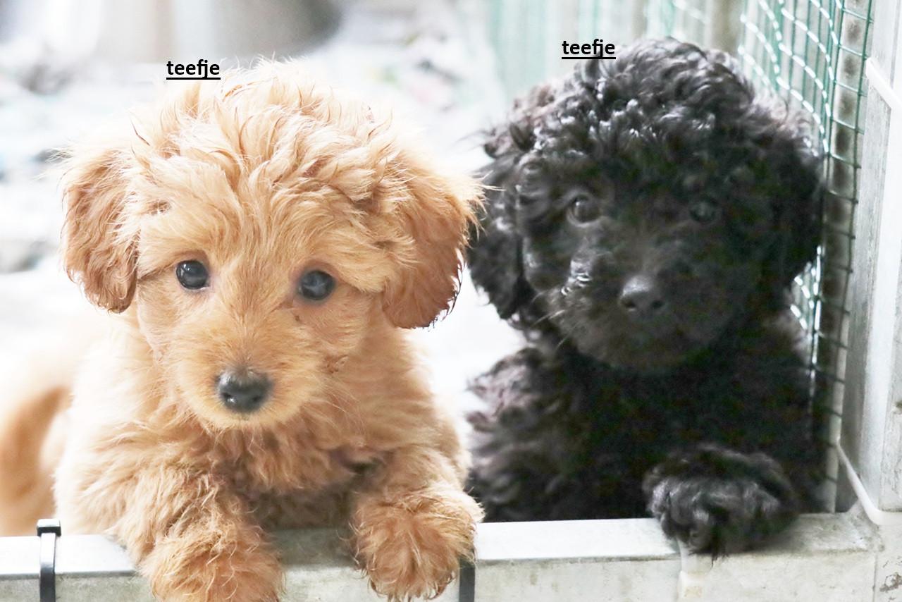 Kr dwerg poedel pups ( maltipoo )
