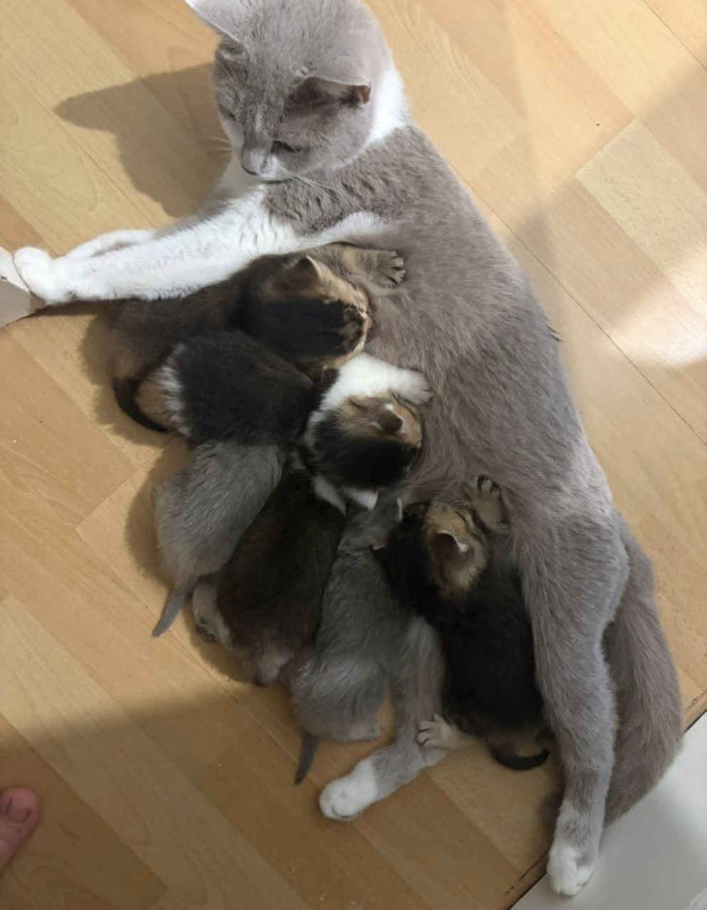 Prachtige britse korthaar kittens