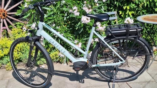 Gazelle medeo