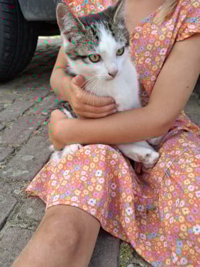 Kittens