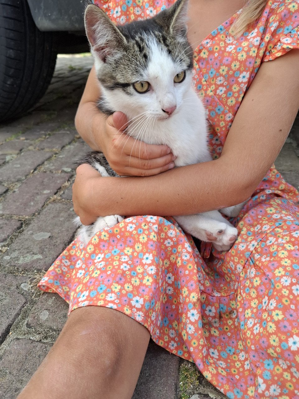 Kittens