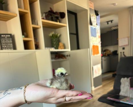 Chabo kuikens en 1 zijdehoen