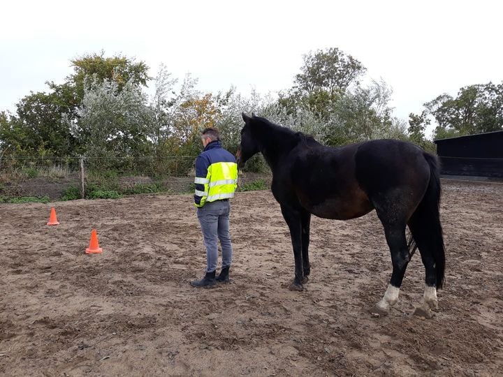 Familieopstellingen met paarden