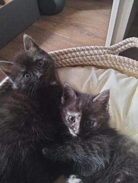 Kittens