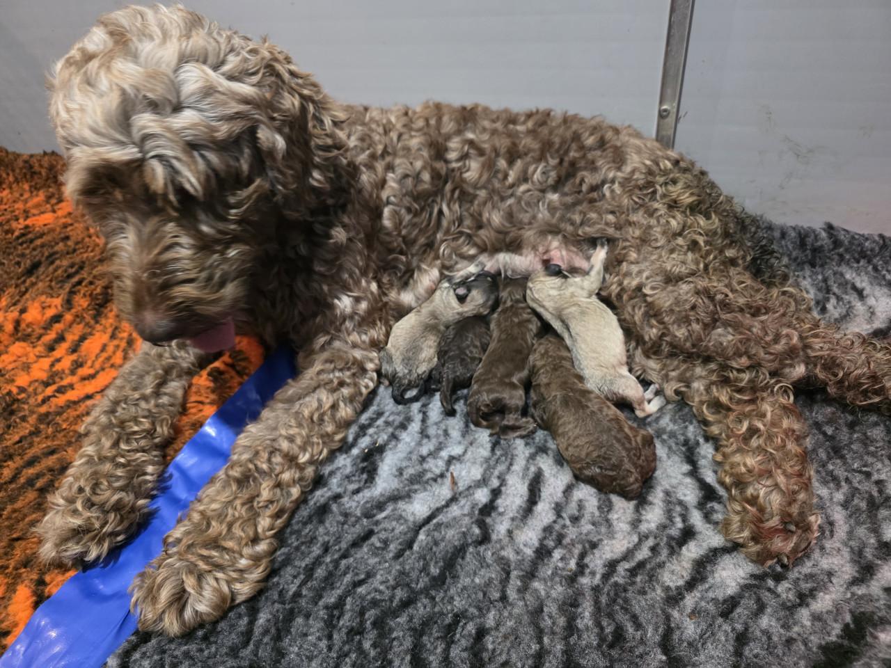 Mooie labradoodles puppies