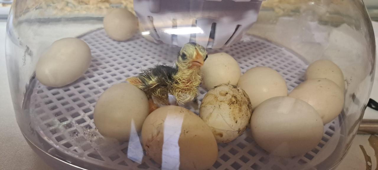 Kuikens / Kippen naar keuze