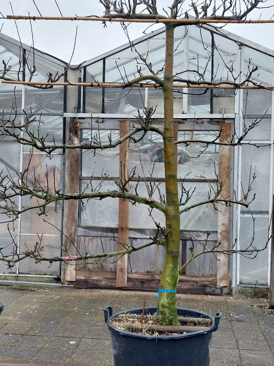 Leibomen appel