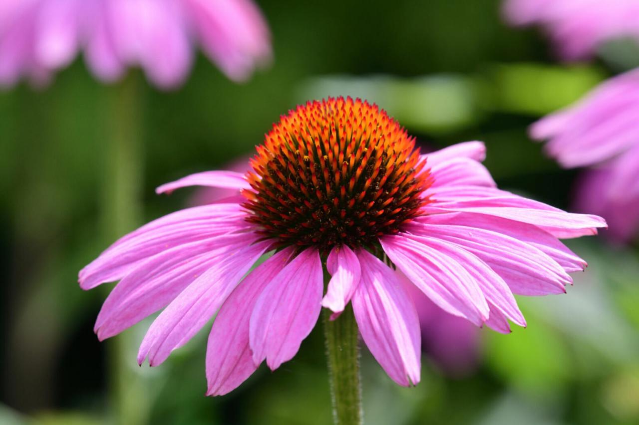 Zonnehoed Echinacea Purpurea Augustkönigin, roze, 30 stuks