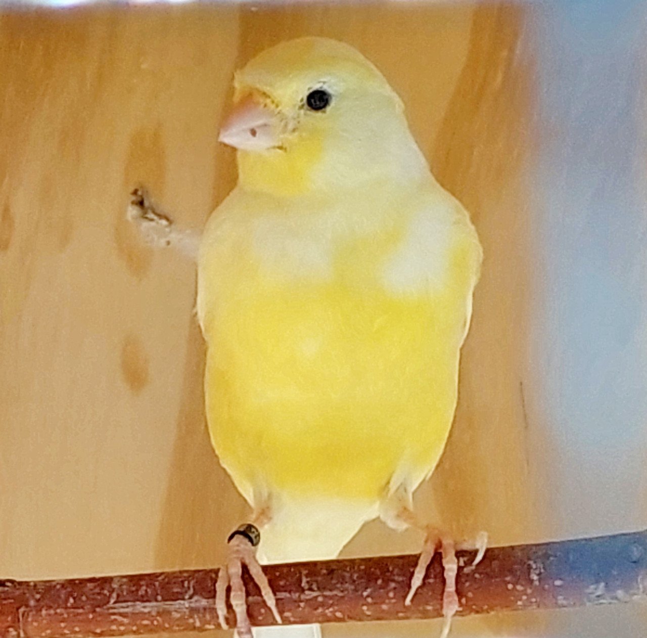 Kanarie