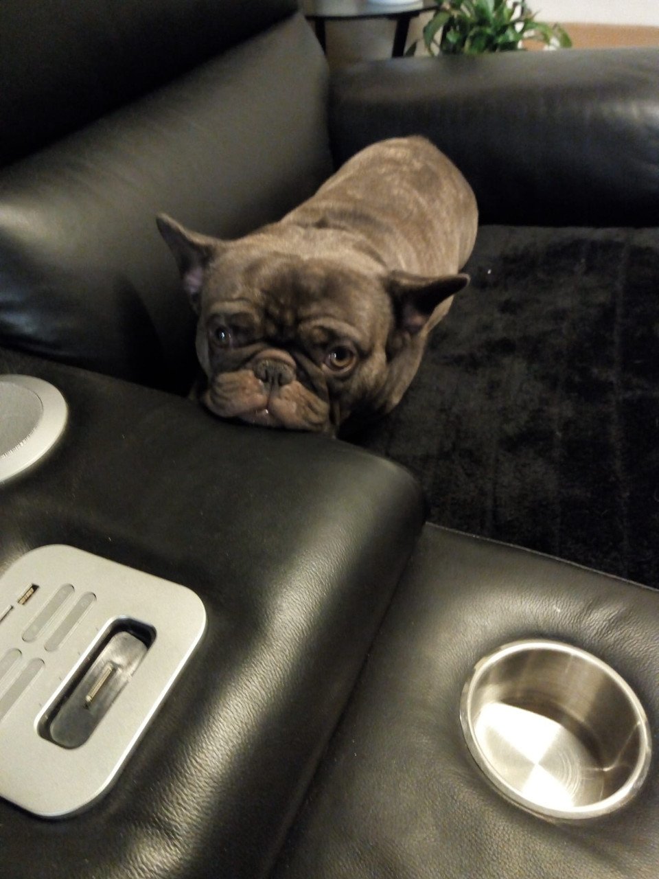 Franse Bulldog