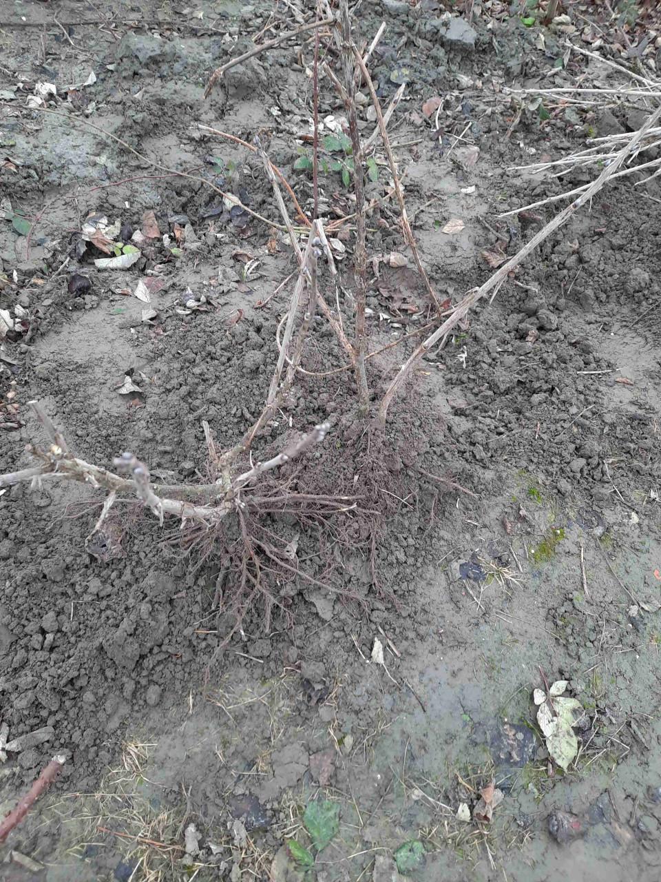 Bramenstekken, bessenstekken, druivenstekken