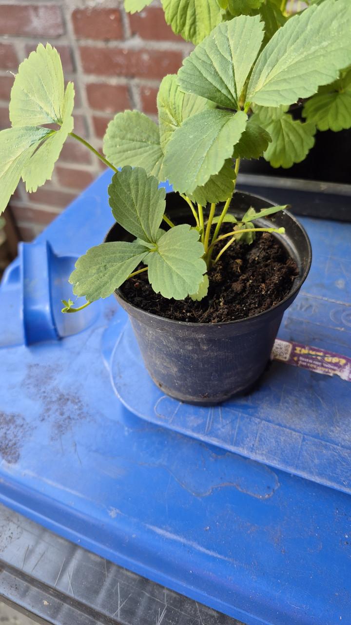 Aardbeien plantjes dit jaar gezaaid.