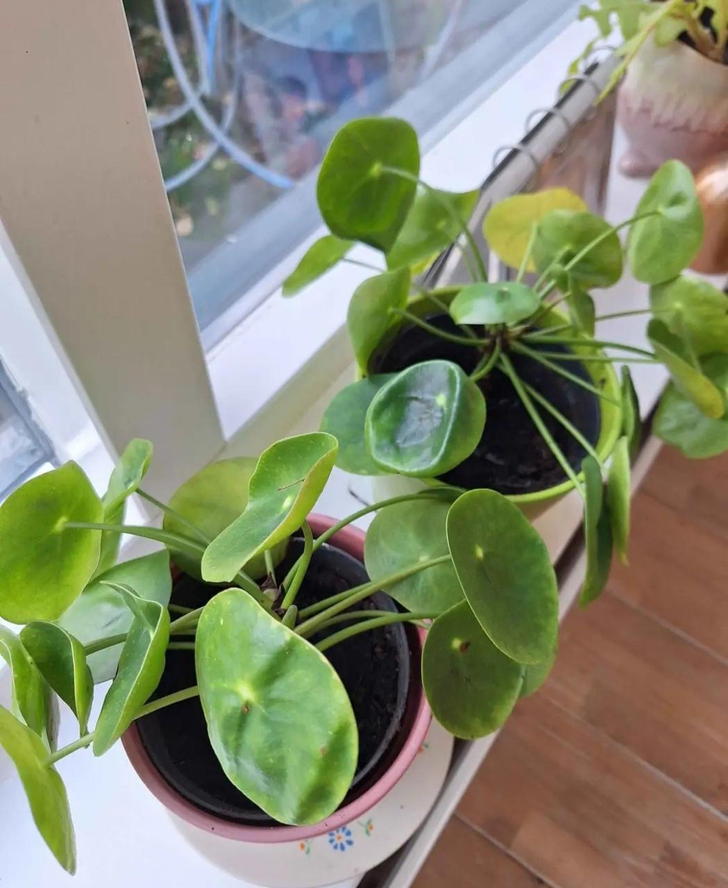 Mooie pannekoekenplant